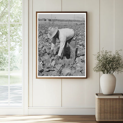 Cabbage Cutting in Imperial County California 1942 - Available at KNOWOL