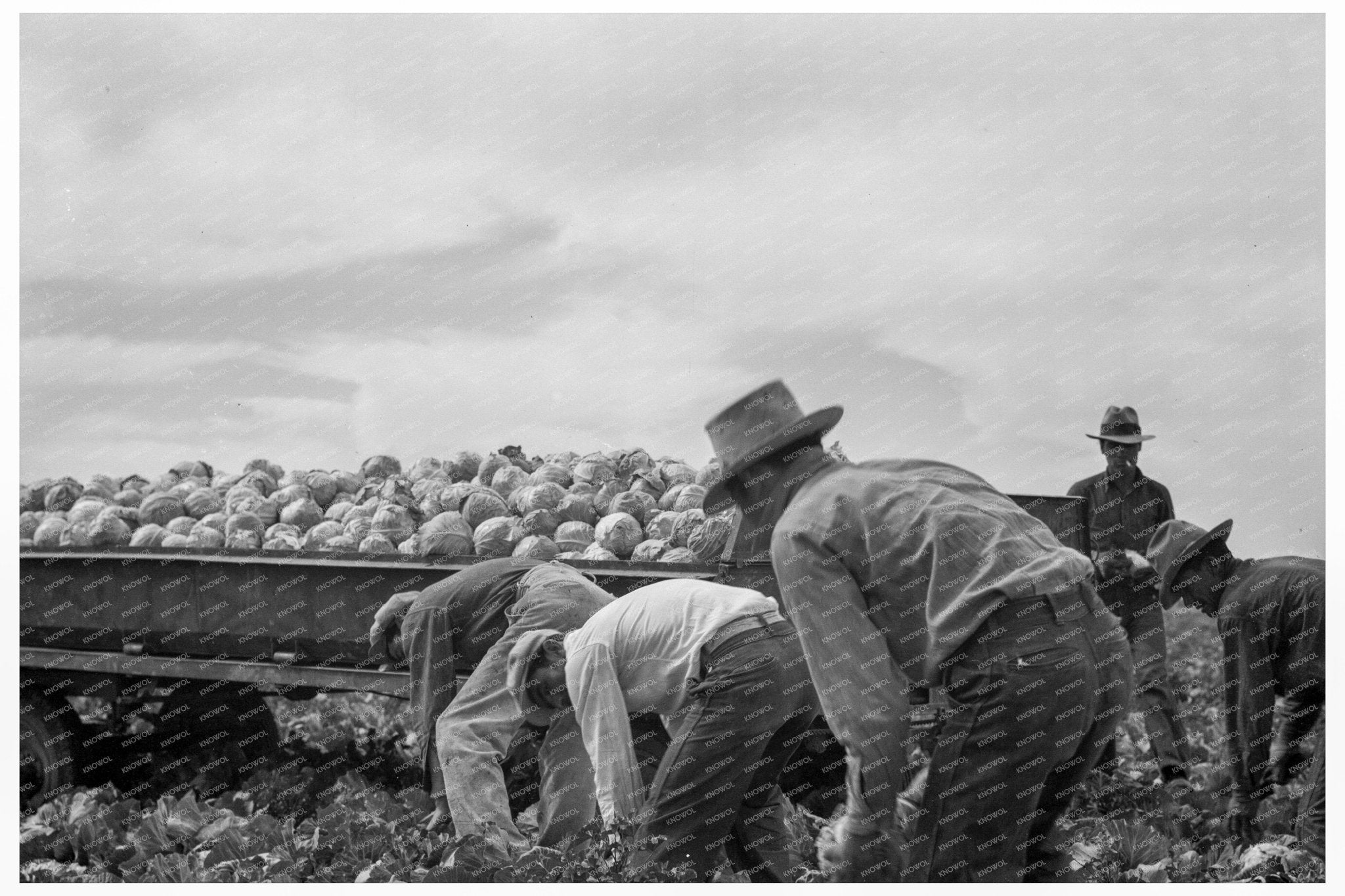 Cabbage Cutting with Vessey Truck System February 1937 - Available at KNOWOL