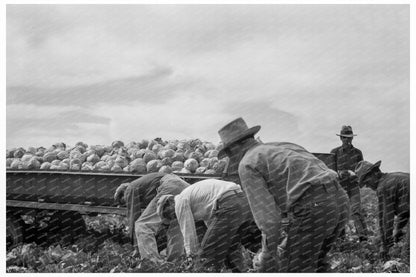 Cabbage Cutting with Vessey Truck System February 1937 - Available at KNOWOL