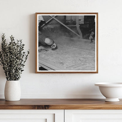 Cabbage Drying Process in Turlock California 1942 - Available at KNOWOL