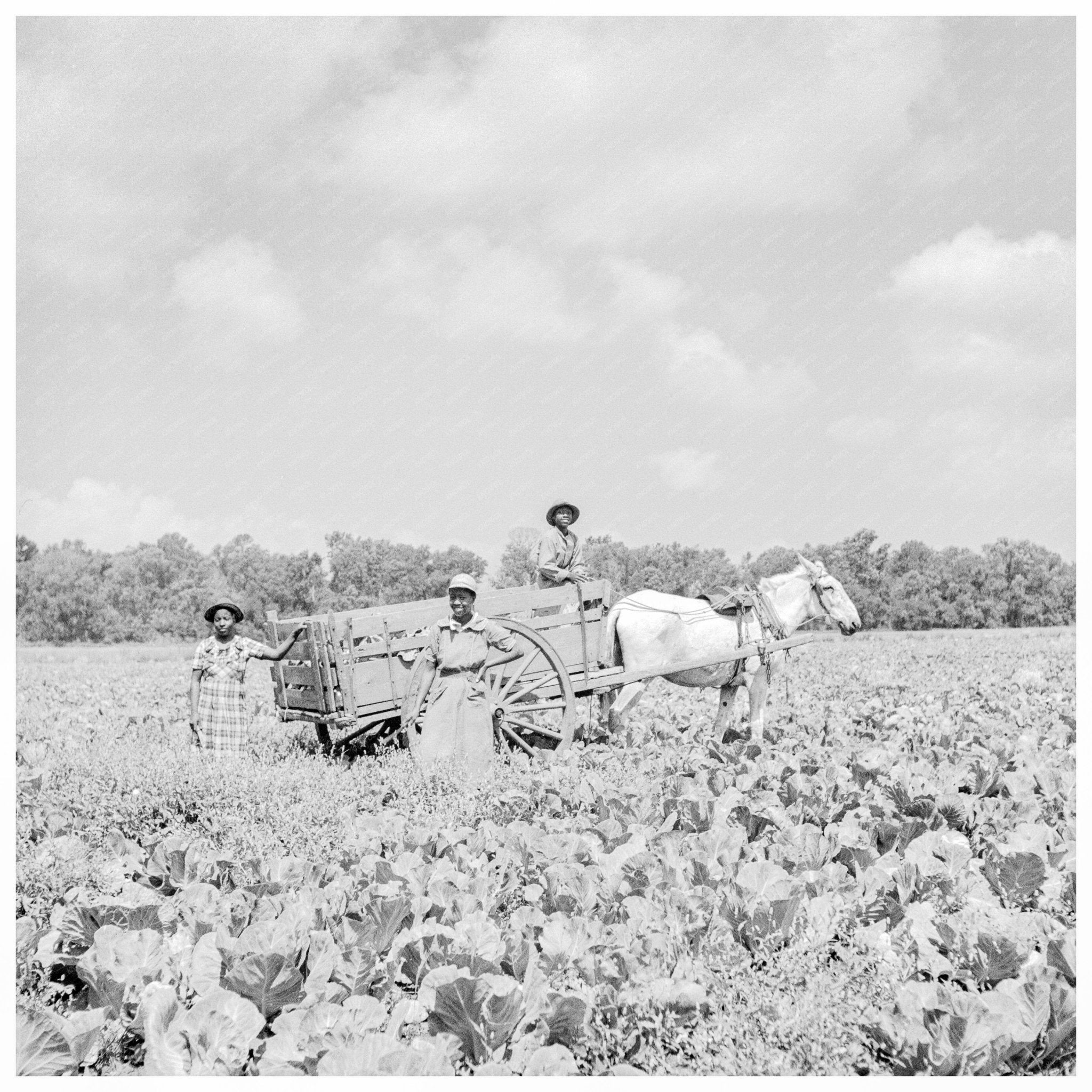 Cabbage Field in Parris Island South Carolina May 1942 Agricultural Practices WWII - Available at KNOWOL