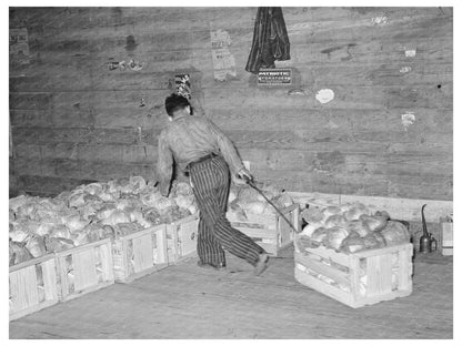 Cabbage Skidding in Alamo Texas Warehouse February 1939 - Available at KNOWOL