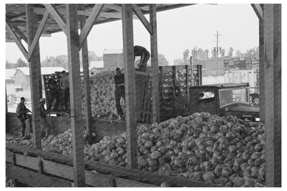 Cabbage Unloading at Dehydrating Plant Turlock 1942 - Available at KNOWOL