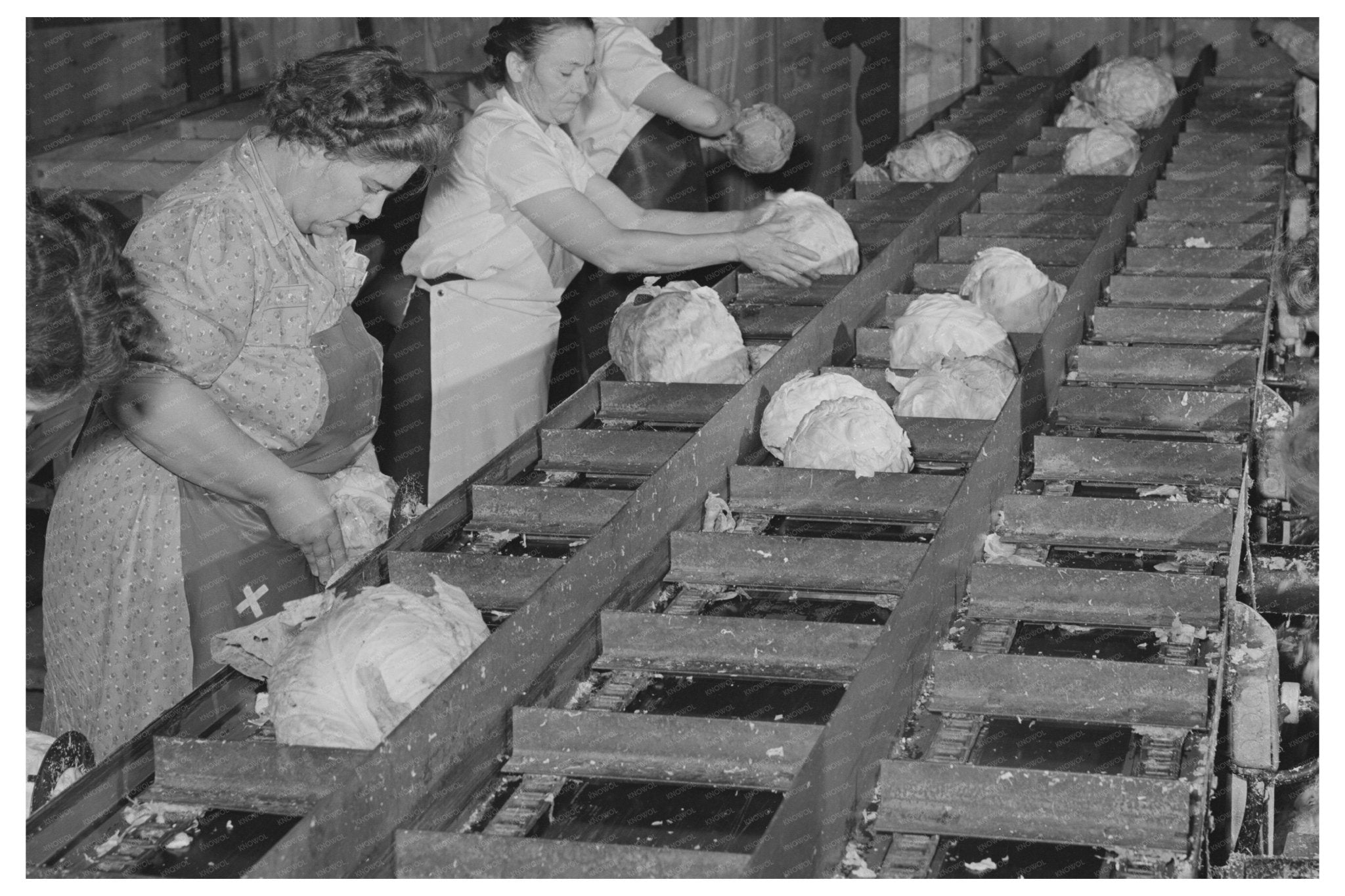 Cabbage Workers in Turlock California June 1942 - Available at KNOWOL