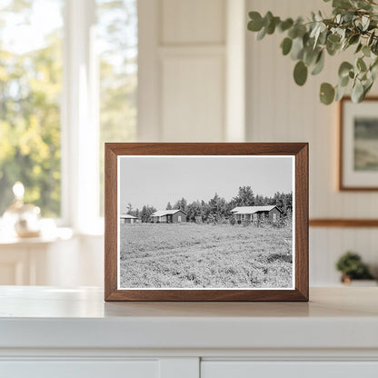 Cabins at Delta Cooperative Farm Hillhouse Mississippi 1937 - Available at KNOWOL