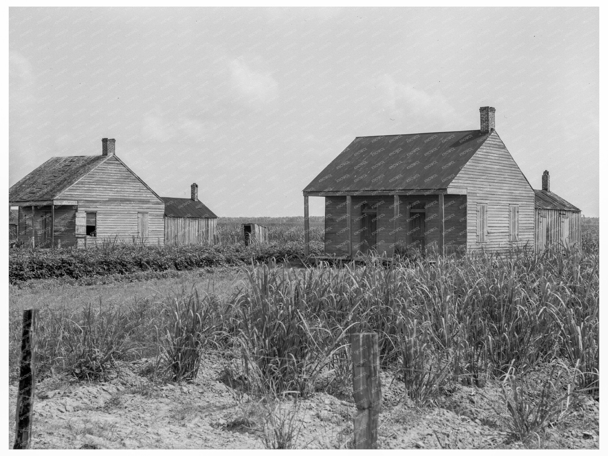 Cabins for Sugarcane Workers Bayou La Fourche 1937 - Available at KNOWOL