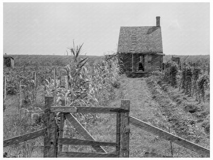 Cabins in Sugarcane Country Bayou La Fourche 1937 - Available at KNOWOL