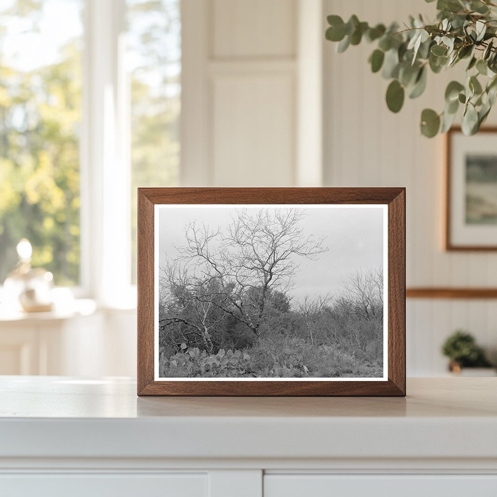 Cactus and Chaparral Landscape Near Robstown Texas 1939 - Available at KNOWOL