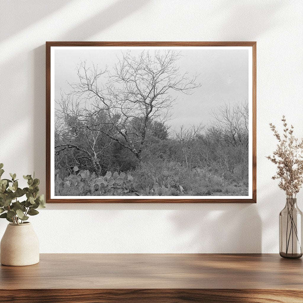 Cactus and Chaparral Landscape Near Robstown Texas 1939 - Available at KNOWOL