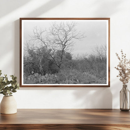 Cactus and Chaparral Landscape Near Robstown Texas 1939 - Available at KNOWOL