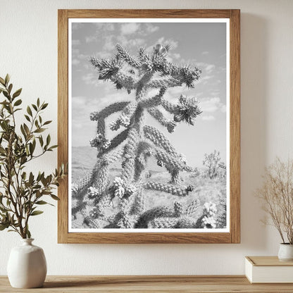 Cactus Bloom in Graham County Arizona May 1940 - Available at KNOWOL