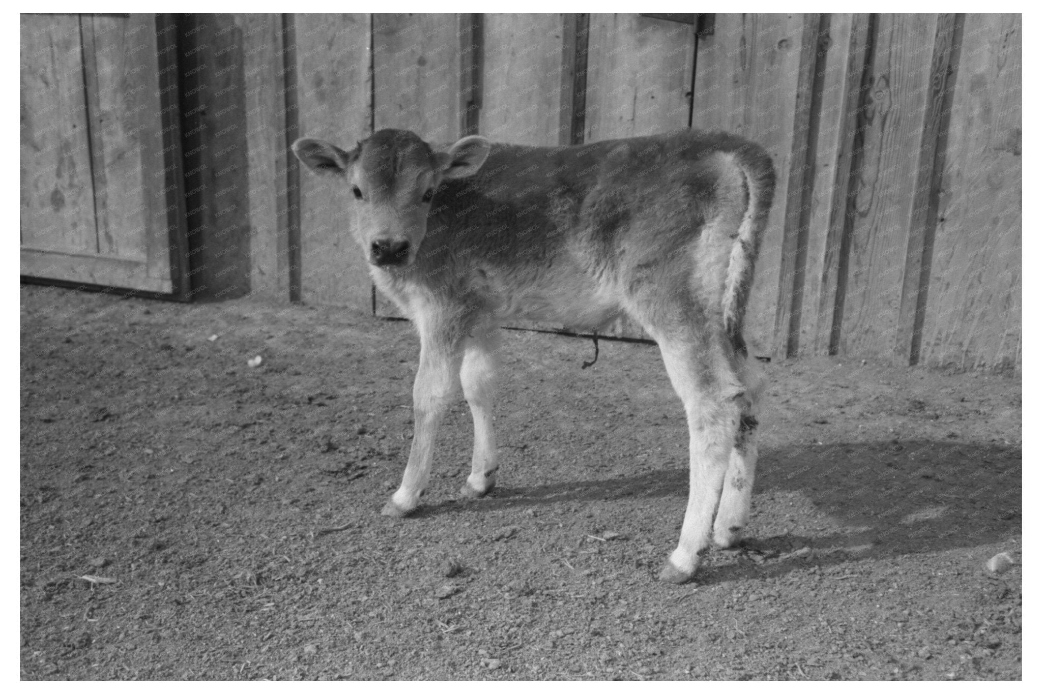 Calf at Casa Grande Farms Arizona February 1942 - Available at KNOWOL