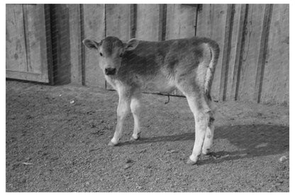 Calf at Casa Grande Farms Arizona February 1942 - Available at KNOWOL