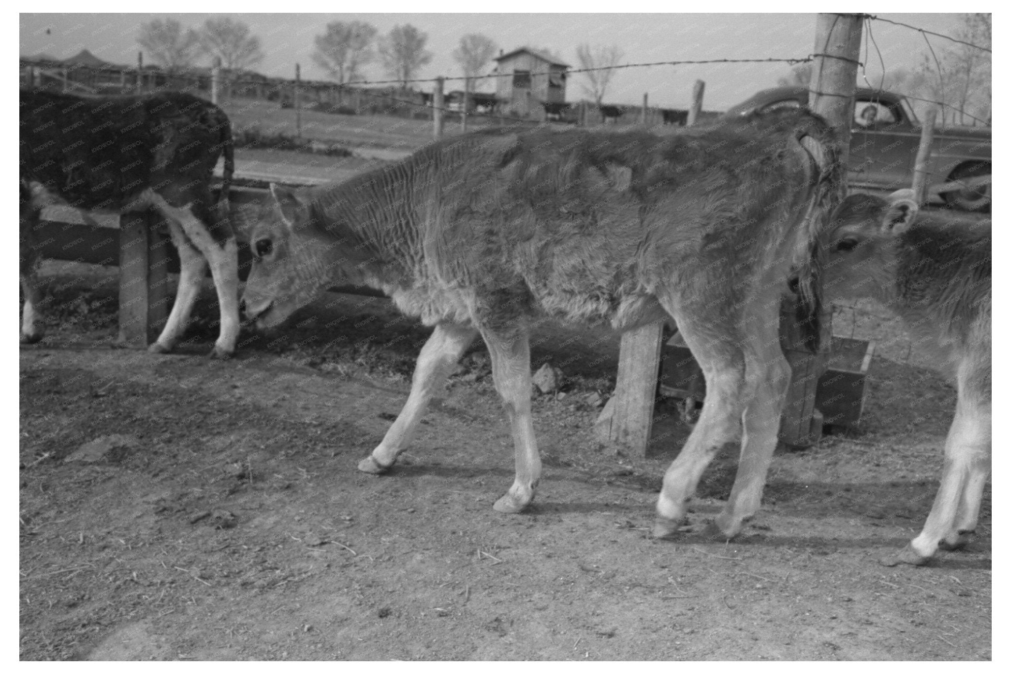 Calf at Farm Security Administration Casa Grande Farms 1942 - Available at KNOWOL