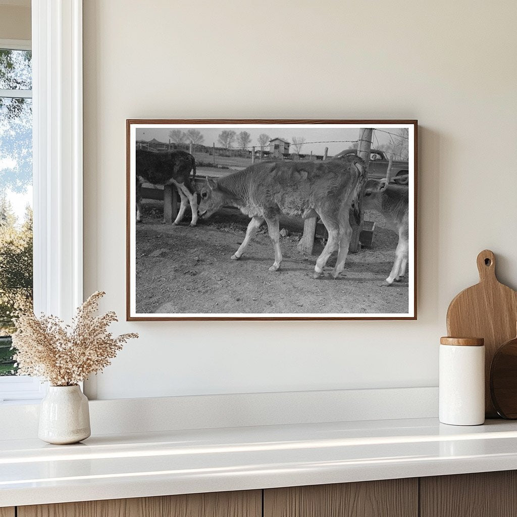 Calf at Farm Security Administration Casa Grande Farms 1942 - Available at KNOWOL