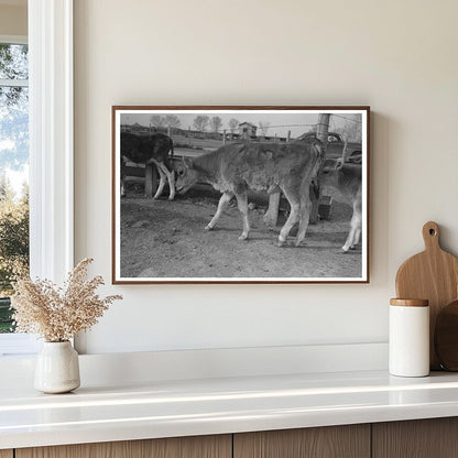 Calf at Farm Security Administration Casa Grande Farms 1942 - Available at KNOWOL