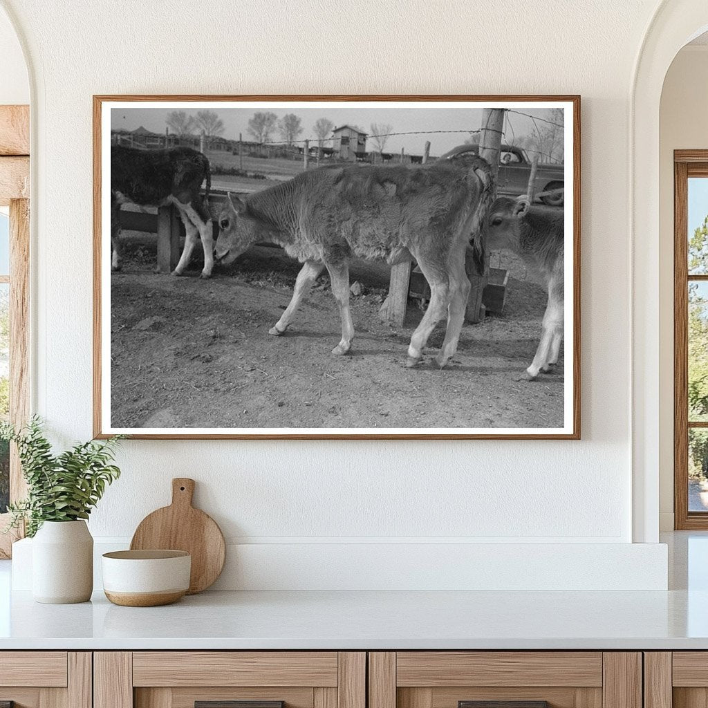 Calf at Farm Security Administration Casa Grande Farms 1942 - Available at KNOWOL