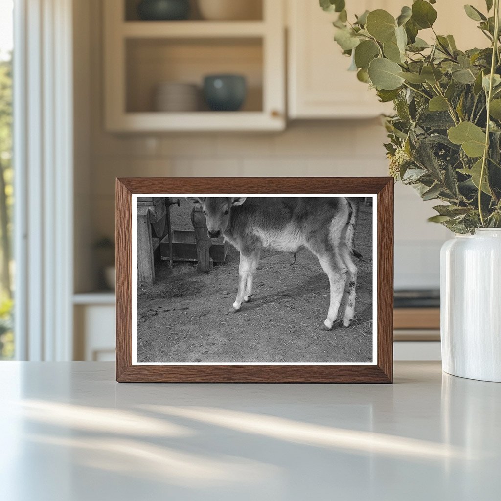 Calf at FSA Casa Grande Farms Coolidge Arizona 1942 - Available at KNOWOL