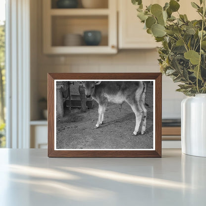 Calf at FSA Casa Grande Farms Coolidge Arizona 1942 - Available at KNOWOL