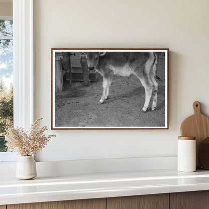 Calf at FSA Casa Grande Farms Coolidge Arizona 1942 - Available at KNOWOL