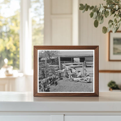 Calf Branding at Walking X Ranch Marfa Texas May 1939 - Available at KNOWOL