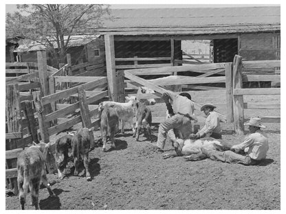 Calf Branding at Walking X Ranch Marfa Texas May 1939 - Available at KNOWOL