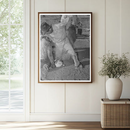 Calf Horn Burning Process at Walking X Ranch 1939 - Available at KNOWOL