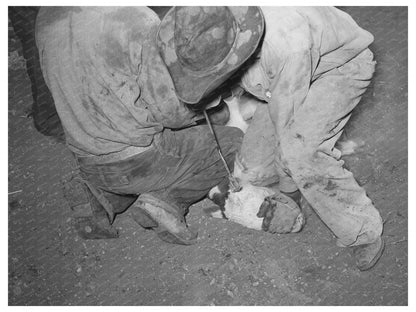 Calf Horn Removal at Walking X Ranch Marfa Texas 1939 - Available at KNOWOL