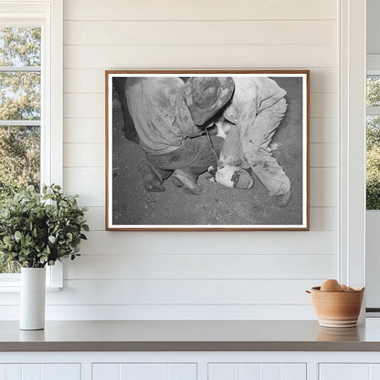 Calf Horn Removal at Walking X Ranch Marfa Texas 1939 - Available at KNOWOL