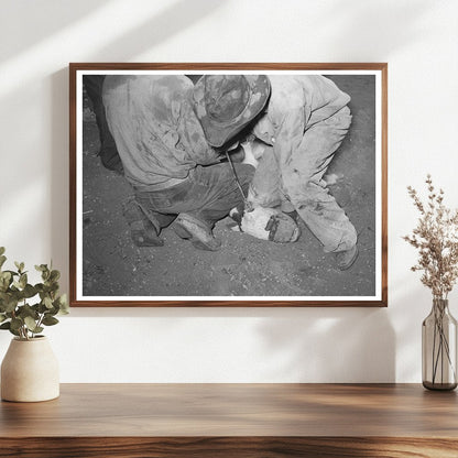 Calf Horn Removal at Walking X Ranch Marfa Texas 1939 - Available at KNOWOL