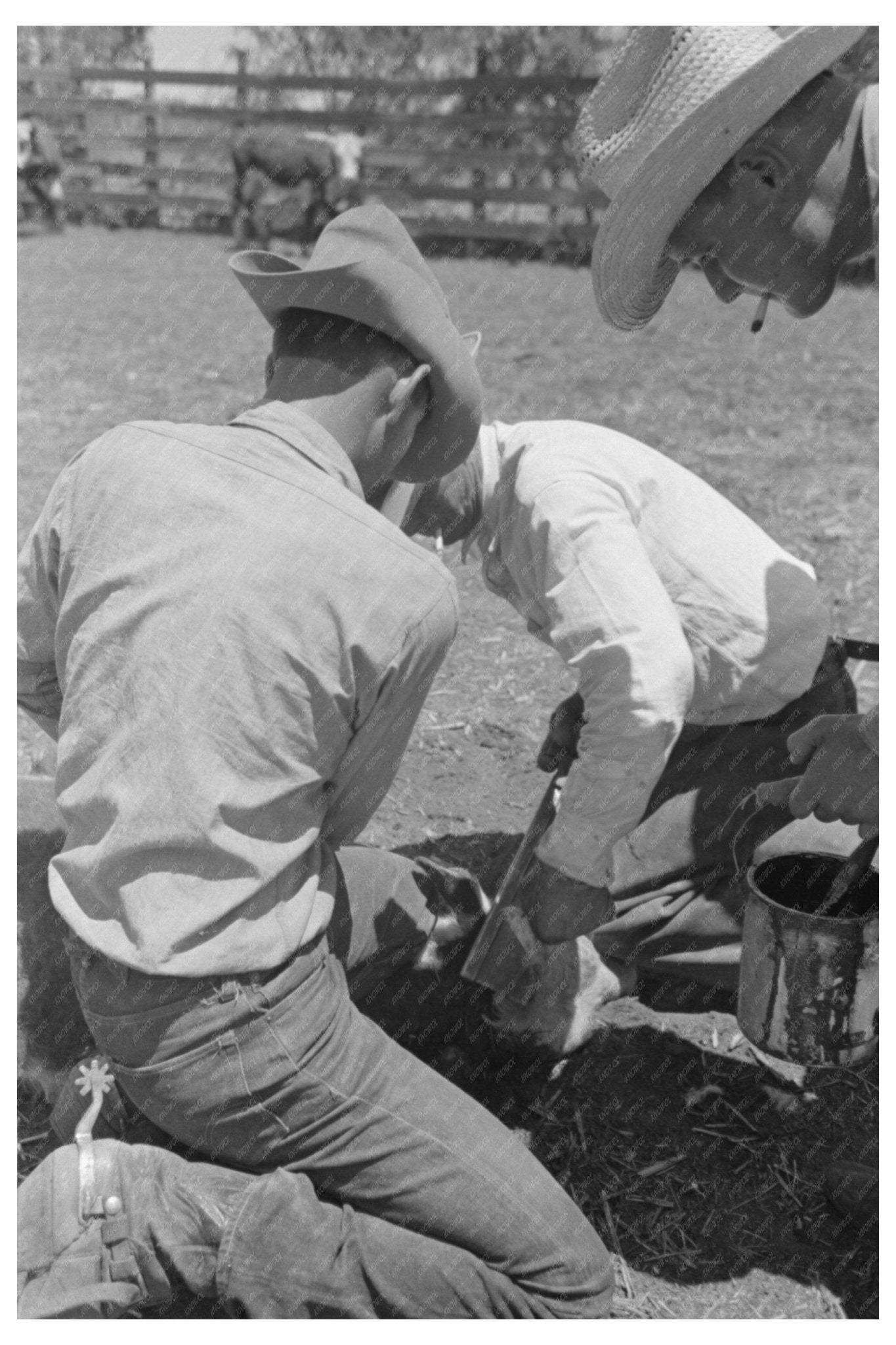 Calf Horn Removal Process at SMS Ranch Texas May 1939 - Available at KNOWOL