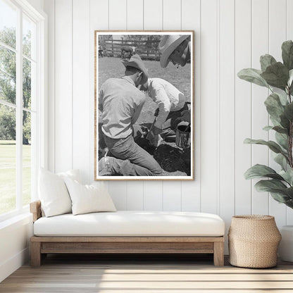 Calf Horn Removal Process at SMS Ranch Texas May 1939 - Available at KNOWOL