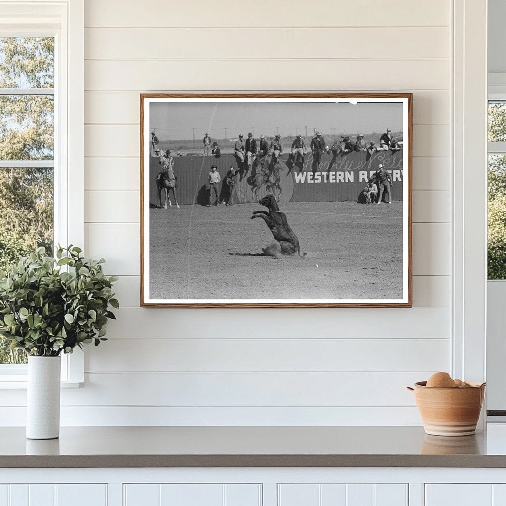 Calf Roping Contest at San Angelo Rodeo March 1940 - Available at KNOWOL
