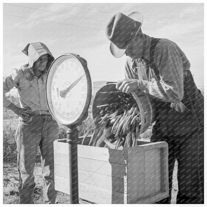 California Food Factory Workers Weighing Peas 1939 - Available at KNOWOL