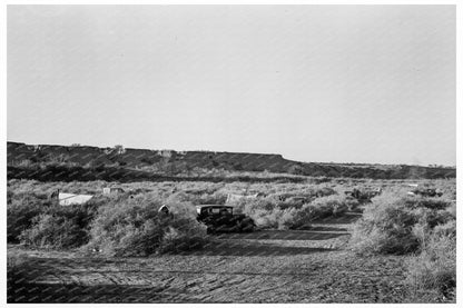 California Migratory Farm Laborers February 1937 - Available at KNOWOL