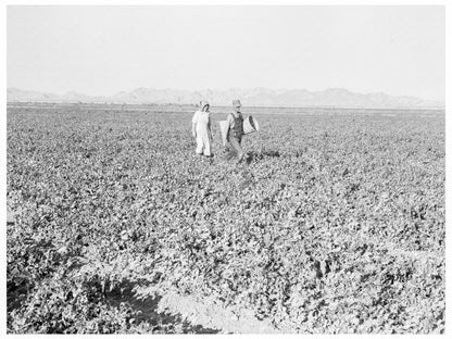 Calipatria Pea Fields Agricultural Scene February 1939 - Available at KNOWOL