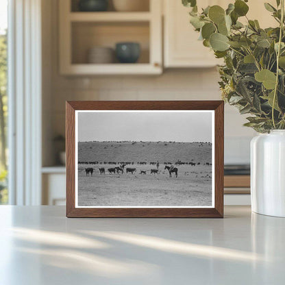 Calves Roundup at Walking X Ranch Marfa Texas May 1939 - Available at KNOWOL