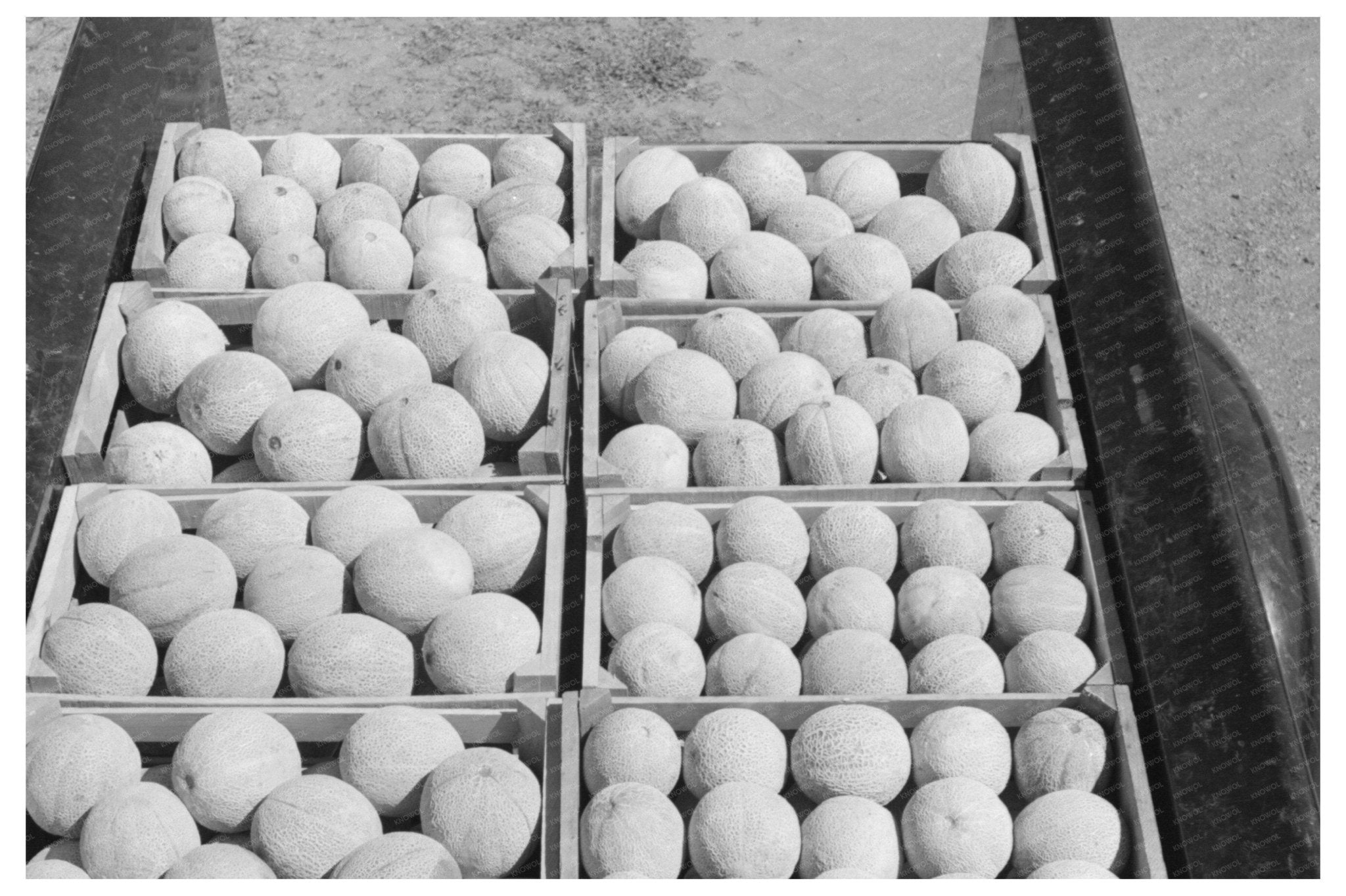 Cantaloupe Farming in Box Elder County Utah 1940 - Available at KNOWOL
