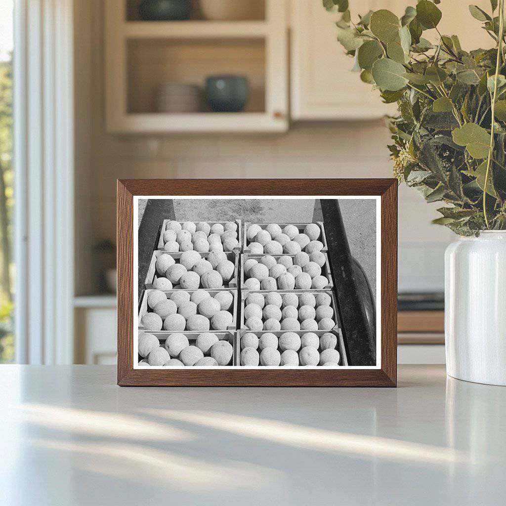 Cantaloupe Farming in Box Elder County Utah 1940 - Available at KNOWOL