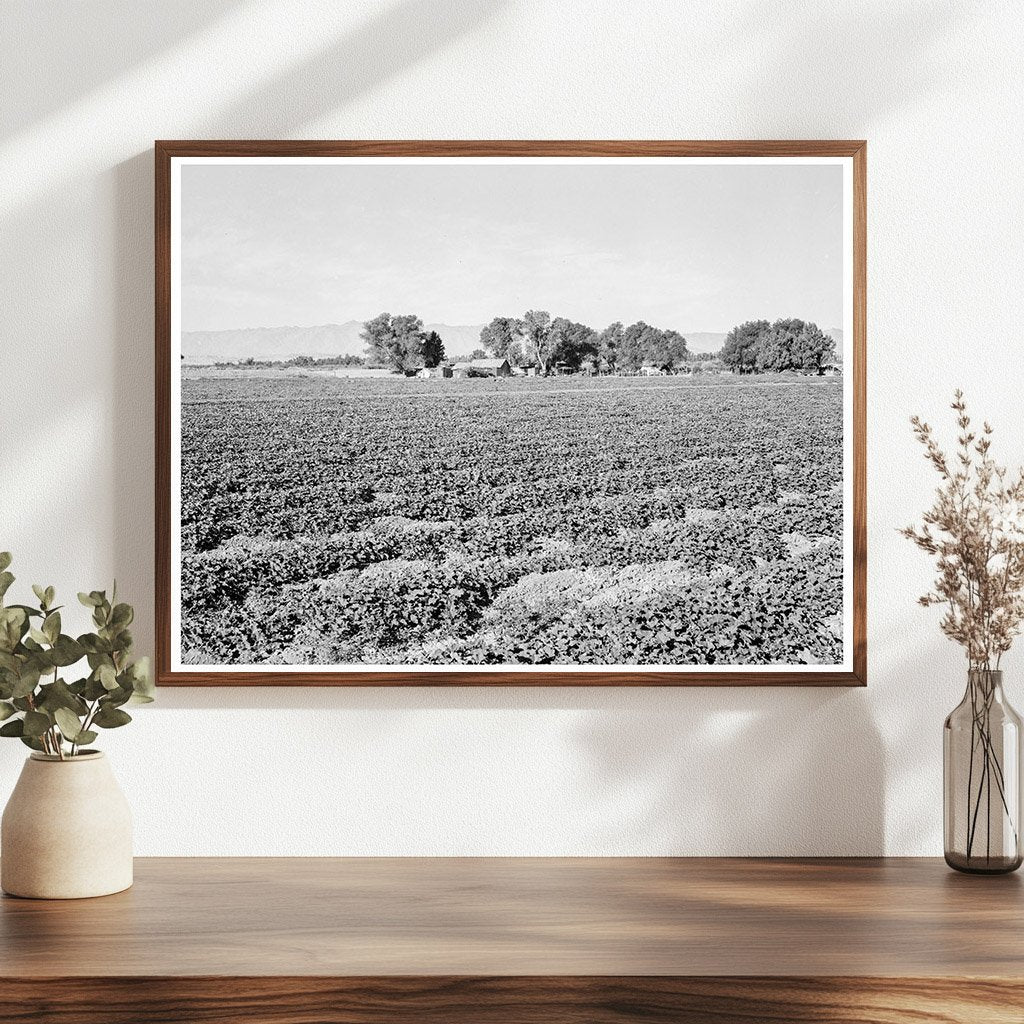 Cantaloupe Field and Ranch House Imperial Valley 1938 - Available at KNOWOL