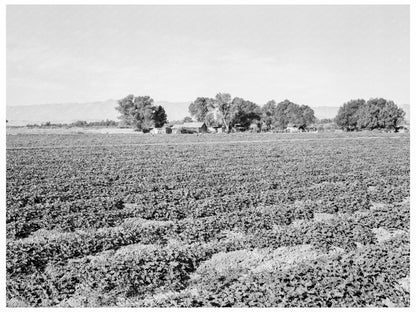 Cantaloupe Field and Ranch House Imperial Valley 1938 - Available at KNOWOL