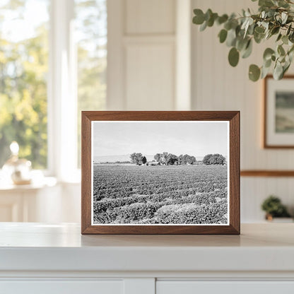 Cantaloupe Field and Ranch House Imperial Valley 1938 - Available at KNOWOL