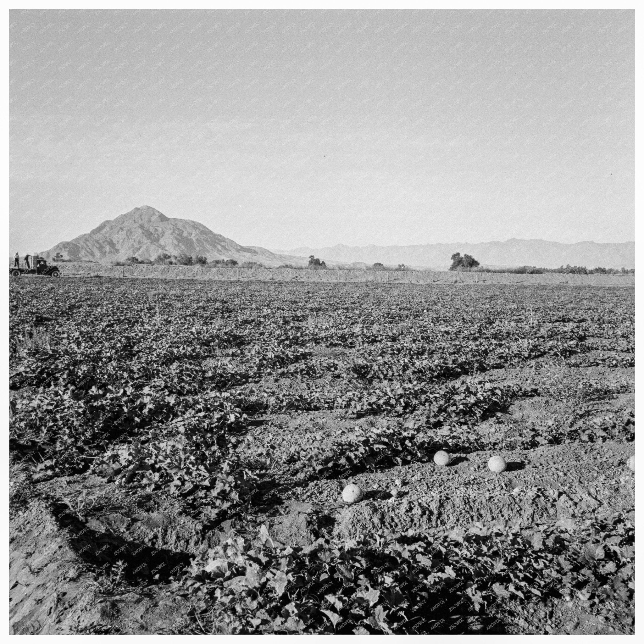 Cantaloupe Field in Imperial Valley California June 1938 - Available at KNOWOL