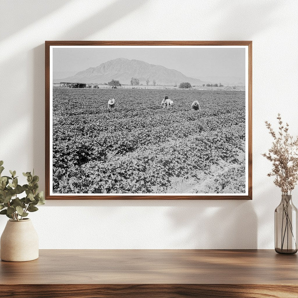 Cantaloupe Harvest in Imperial Valley May 1937 - Available at KNOWOL