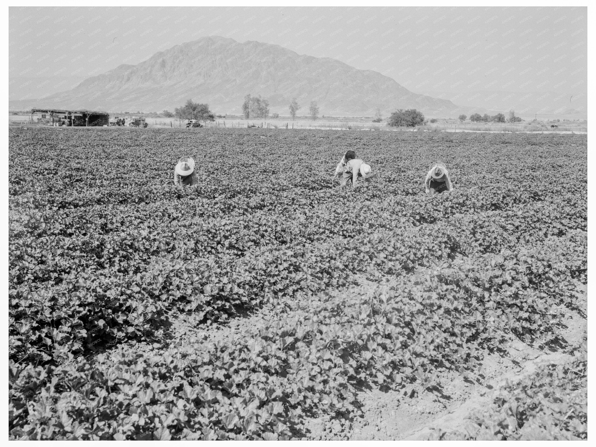 Cantaloupe Harvest in Imperial Valley May 1937 - Available at KNOWOL