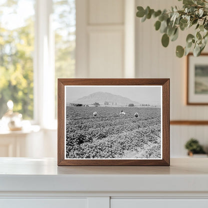 Cantaloupe Harvest in Imperial Valley May 1937 - Available at KNOWOL