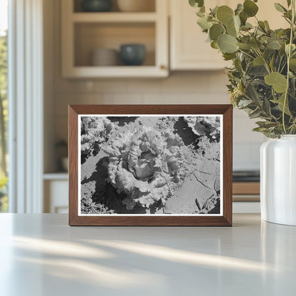 Canyon County Lettuce Field Idaho July 1941 - Available at KNOWOL