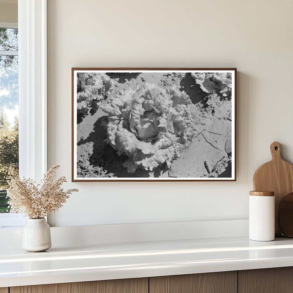 Canyon County Lettuce Field Idaho July 1941 - Available at KNOWOL