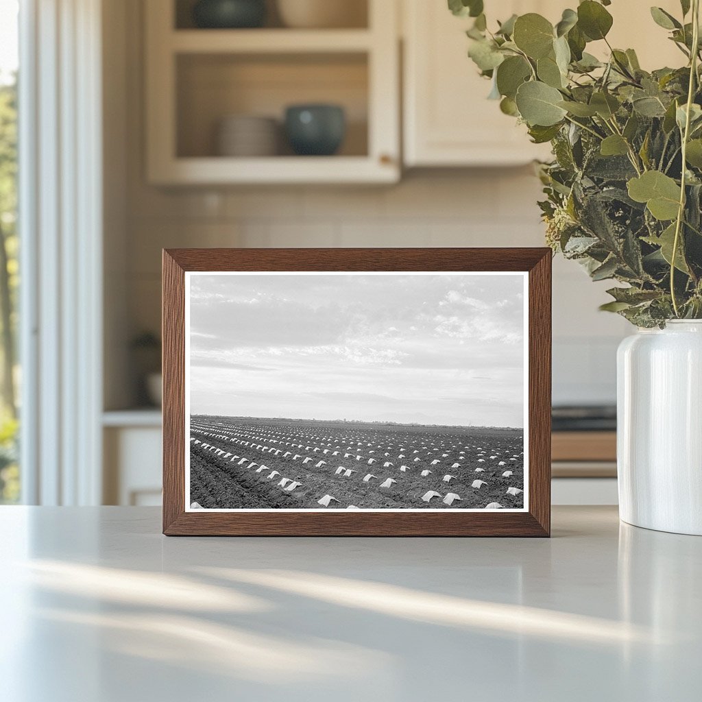 Capped Cantaloupes in Imperial Valley California 1937 - Available at KNOWOL