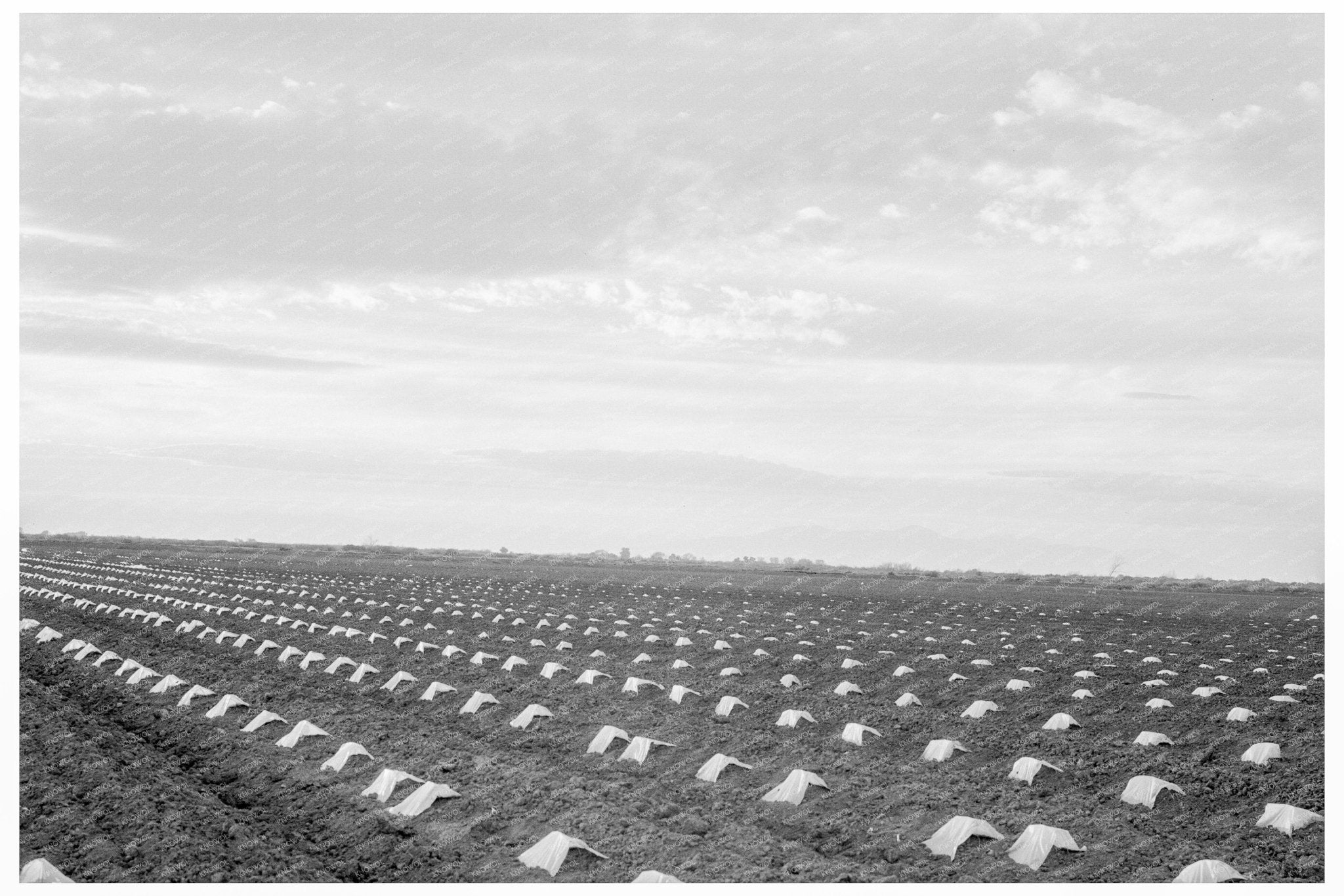 Capped Cantaloupes in Imperial Valley California 1937 - Available at KNOWOL